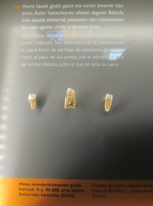 Neanderthal teeth, at the Bilbao Archaeology Museum!