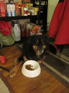 Jasmin is interested in food of any type. (But no, I didn't give her a pound of chocolate.)